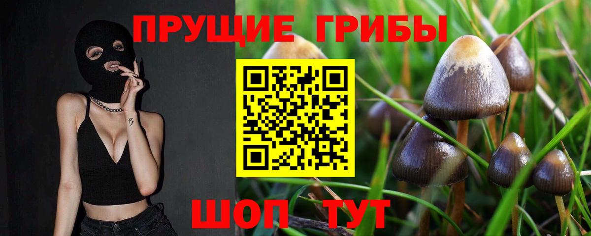 Галлюциногенные грибы Psilocybe  наркошоп  Котовск  Вход с VPN 